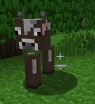 bacoa cow bacoa cow